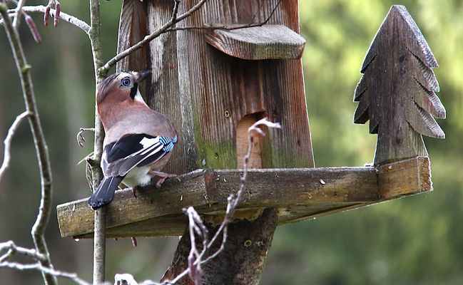 Stammgast am Vogelhaus