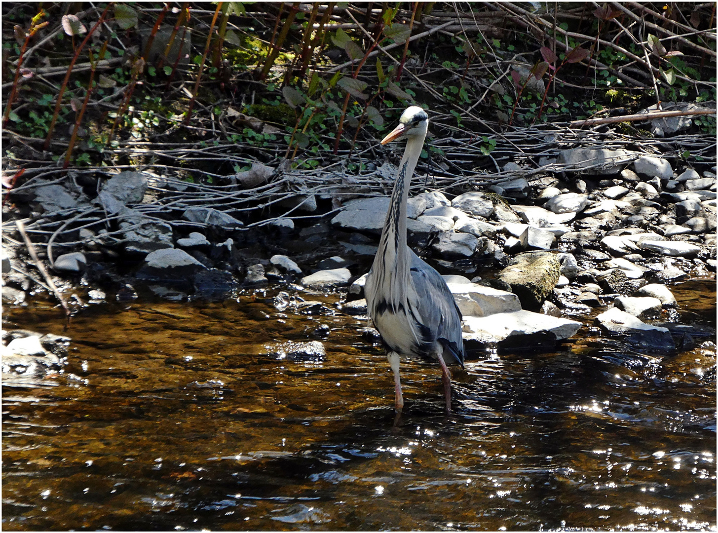 Stammgast in der Wupper