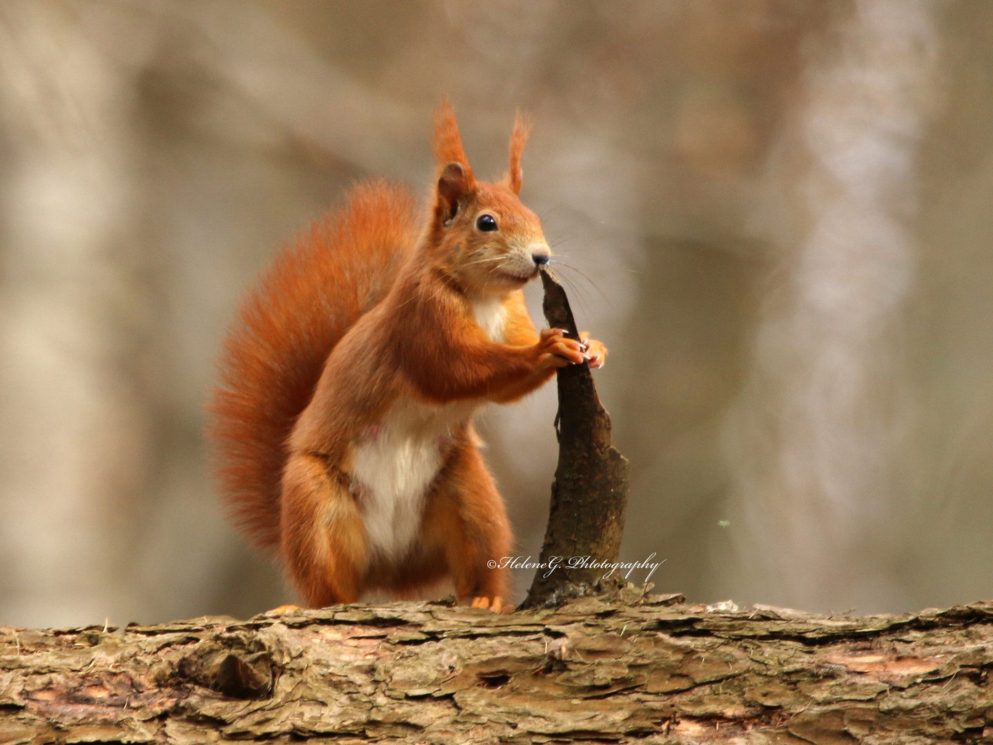 Stammhalter Eichhörnchen (Sciurus)