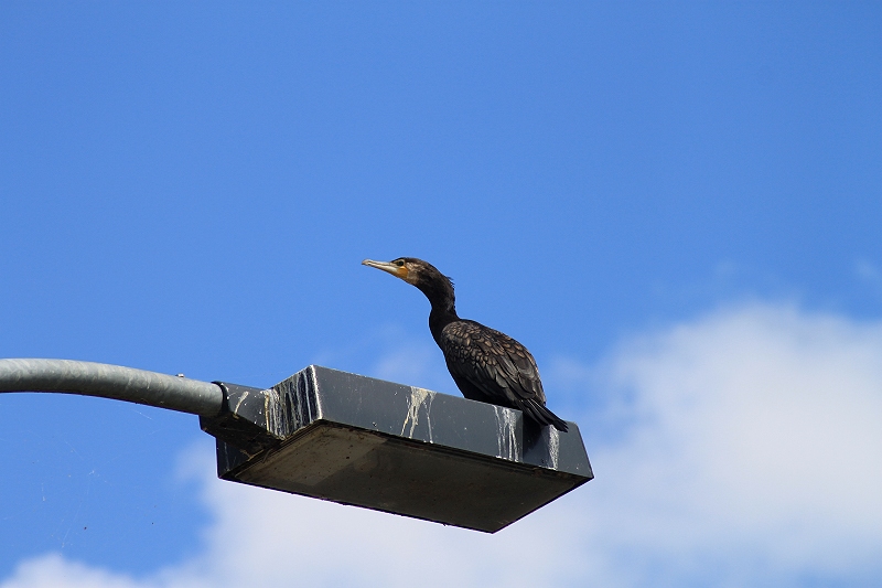 Stammsitz eines Kormoran