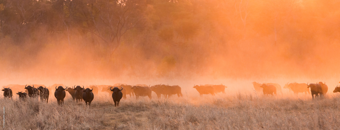 Stampede