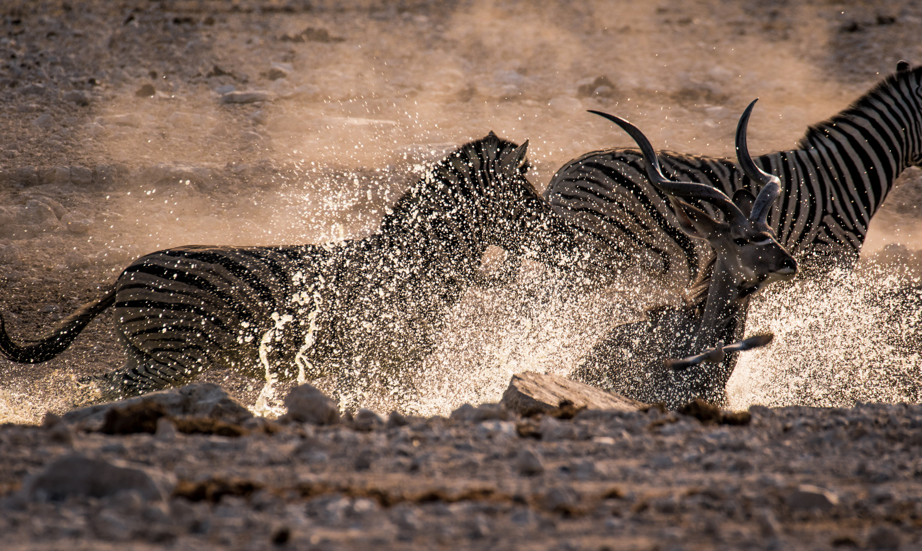 Stampede am Wasserloch