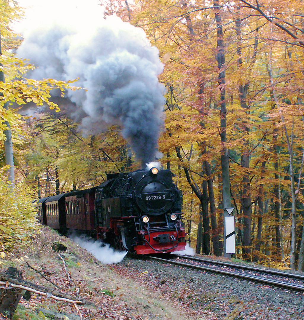 stampfend durch den Herbstwald.