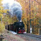 stampfend durch den Herbstwald.