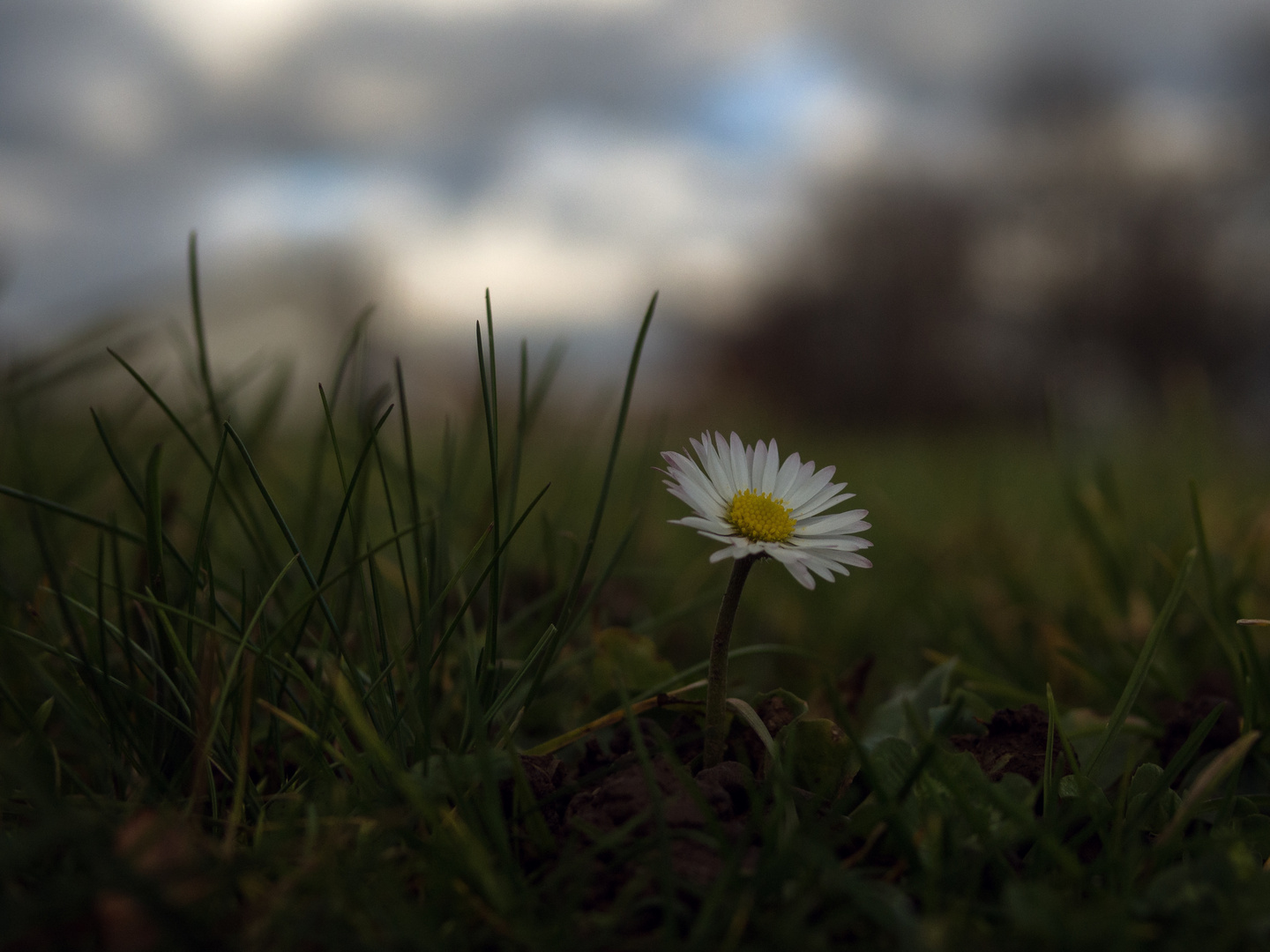 Stand Alone Gänseblümchen