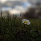 Stand Alone Gänseblümchen