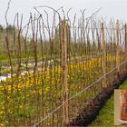 Stand der Vegetation bei der Himbeerkultur