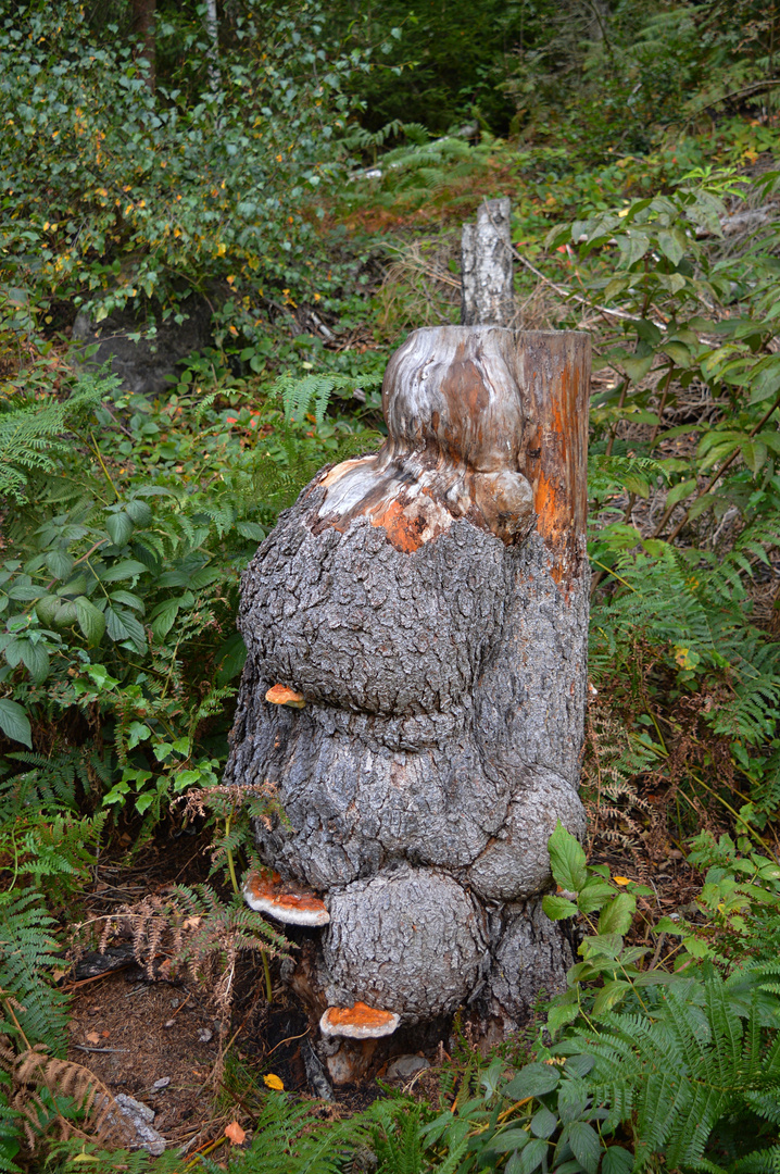 stand im Wald rum