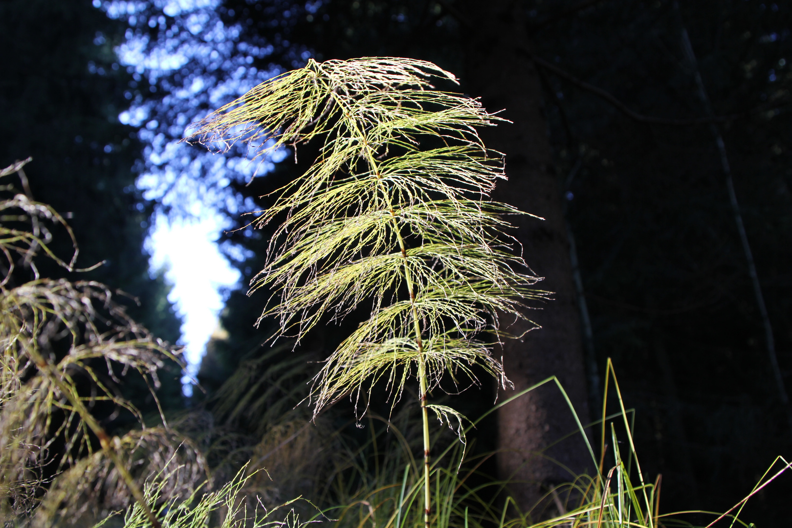 Stand leuchtend am Waldrand