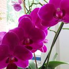 Stand neben der ersten Orchide