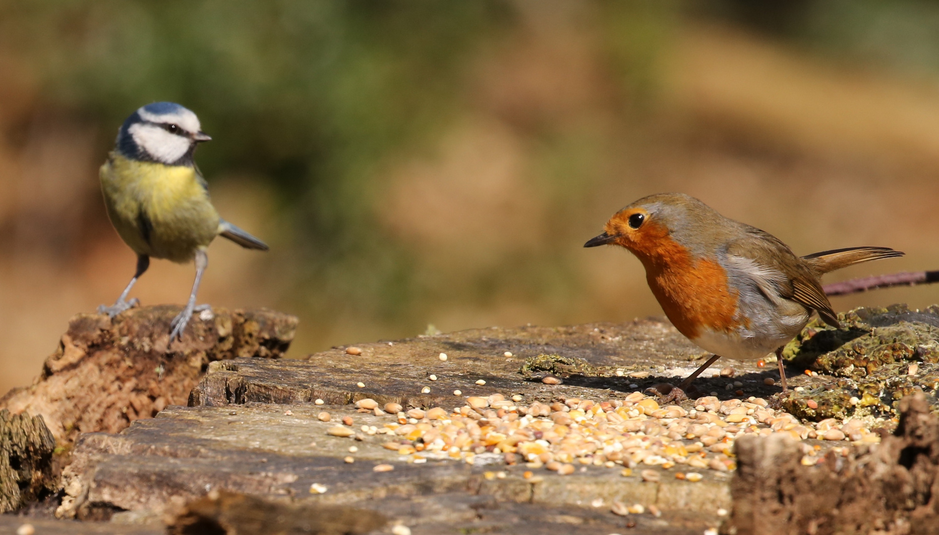 Stand Off