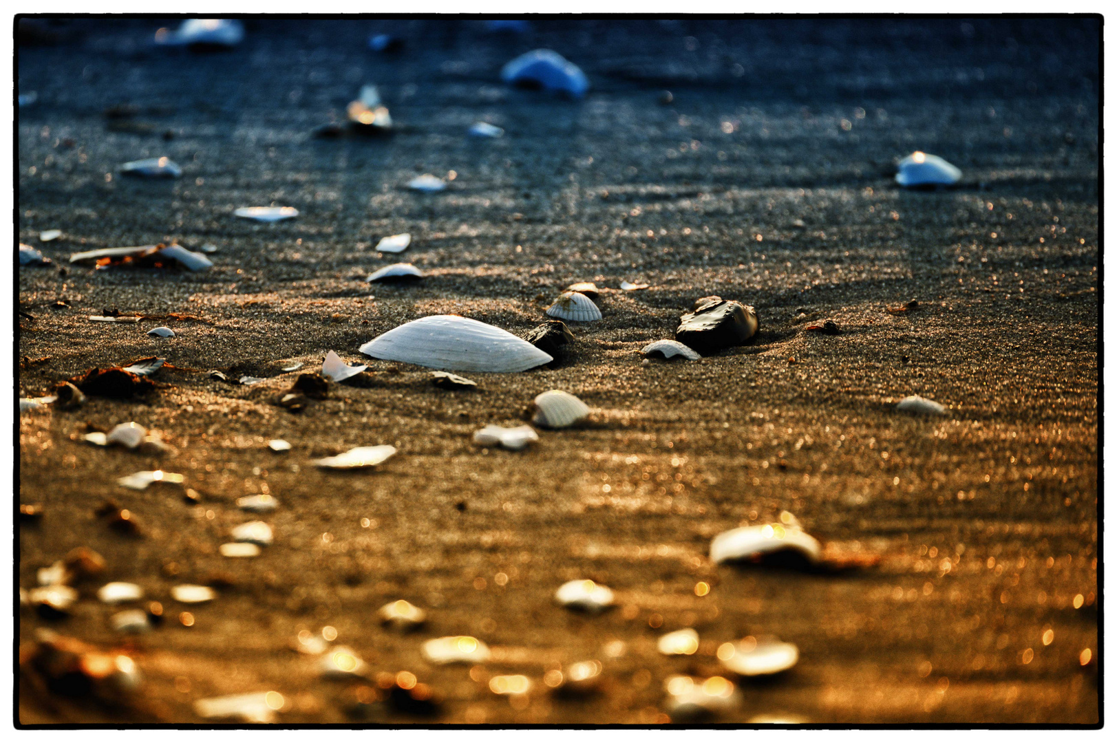 Stand und Muschelschalen