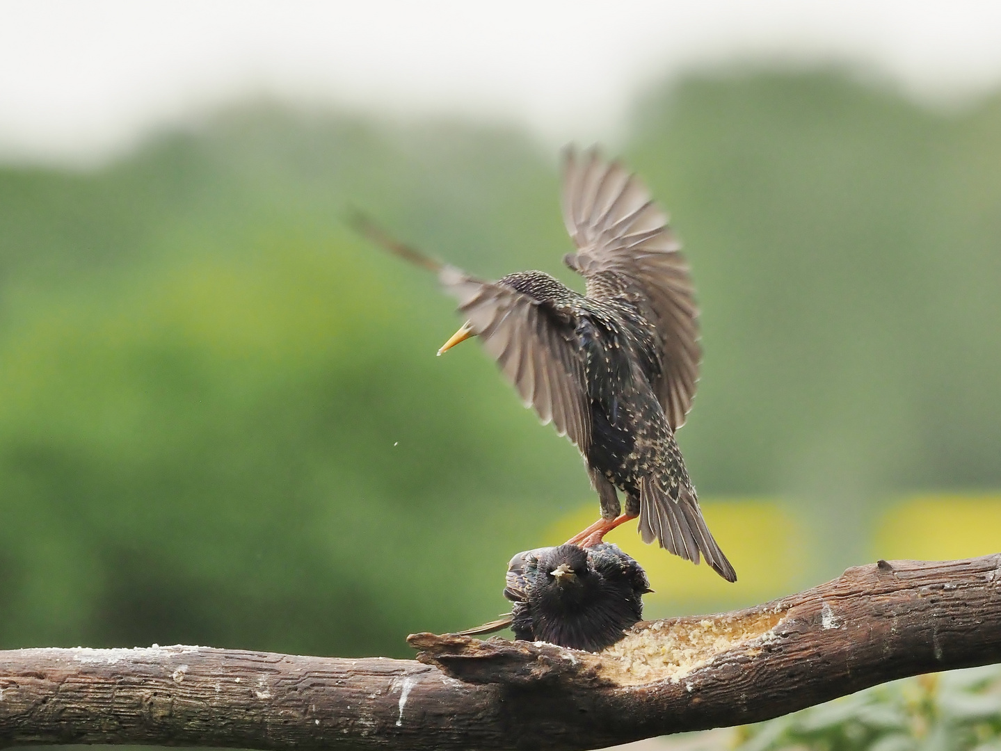 "Stand up paddling" Foto & Bild natur, singvogel, tiere Bilder auf