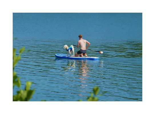 Stand Up Paddling mit Hund gespiegelt