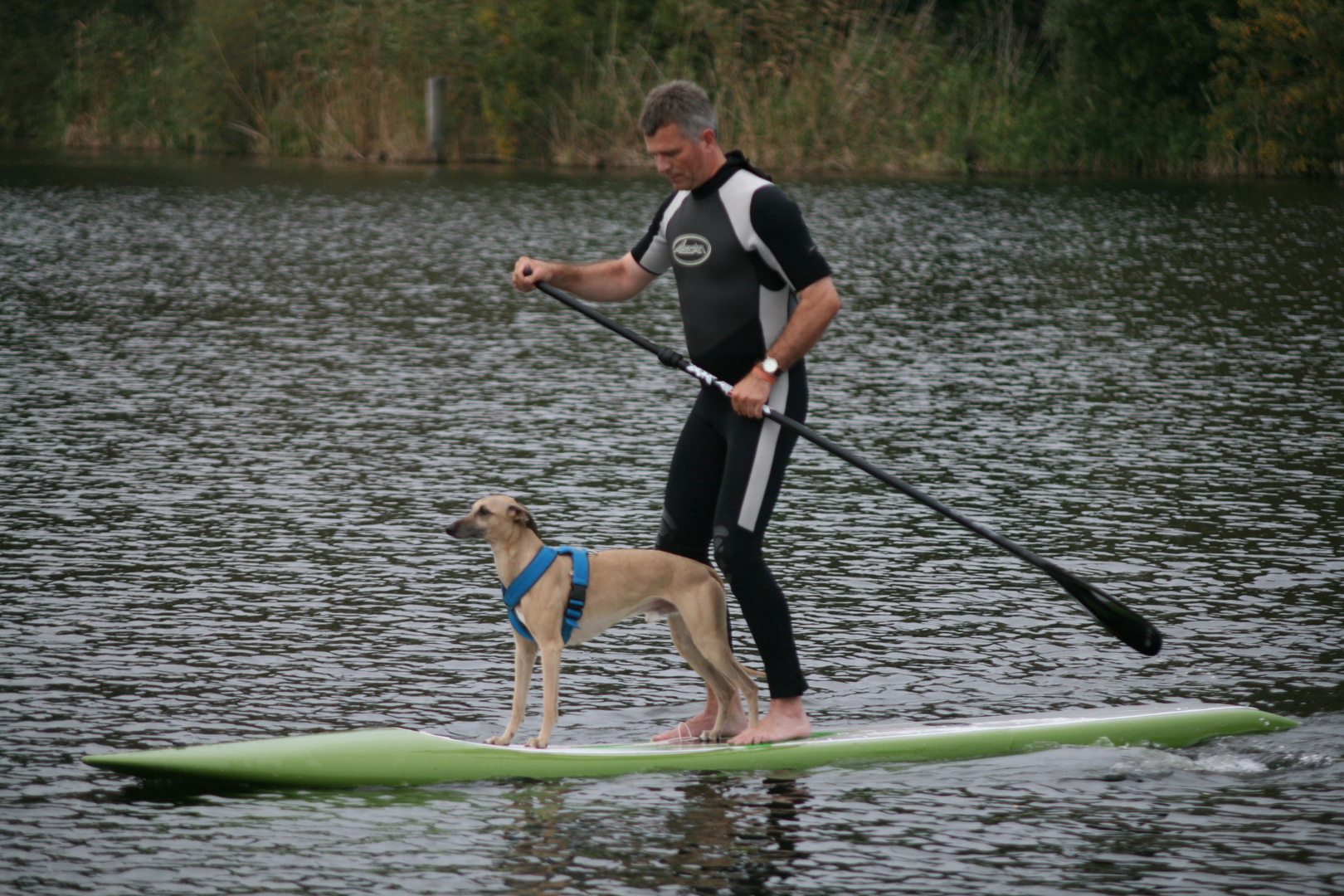 Stand up paddling mit Whippet Helvetio