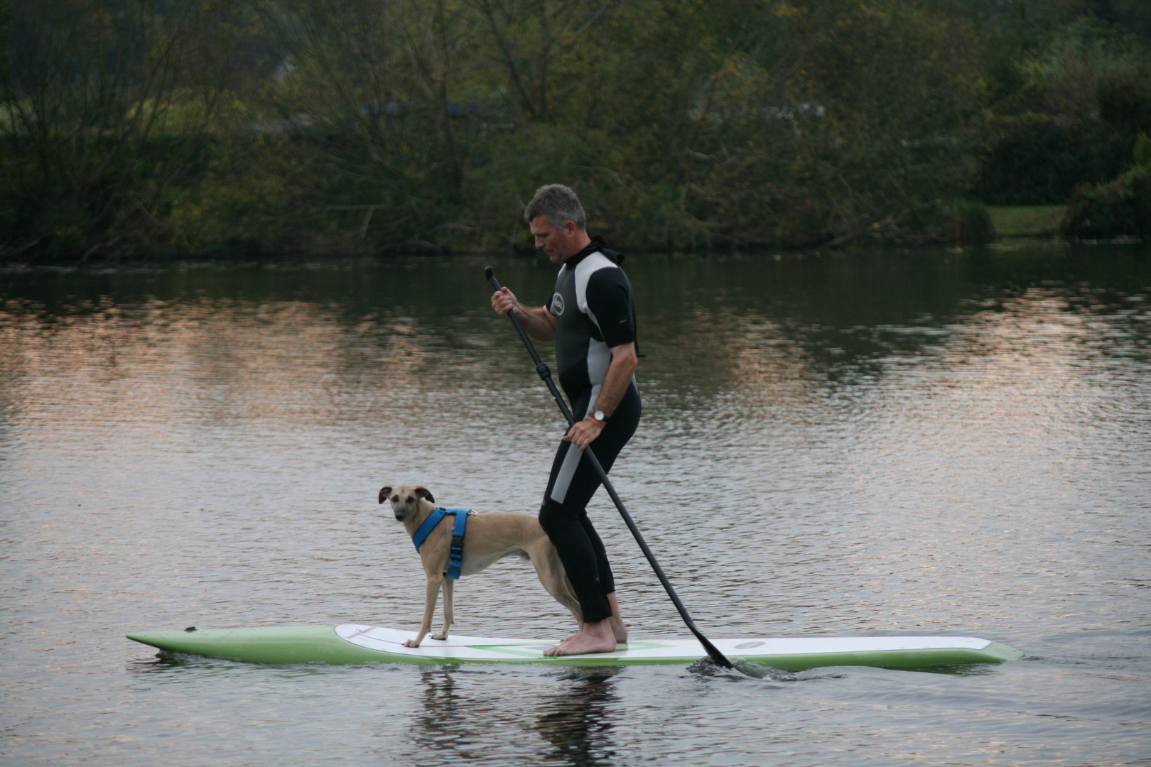 Stand up paddling mit Whippet Helvetio Nr. 4