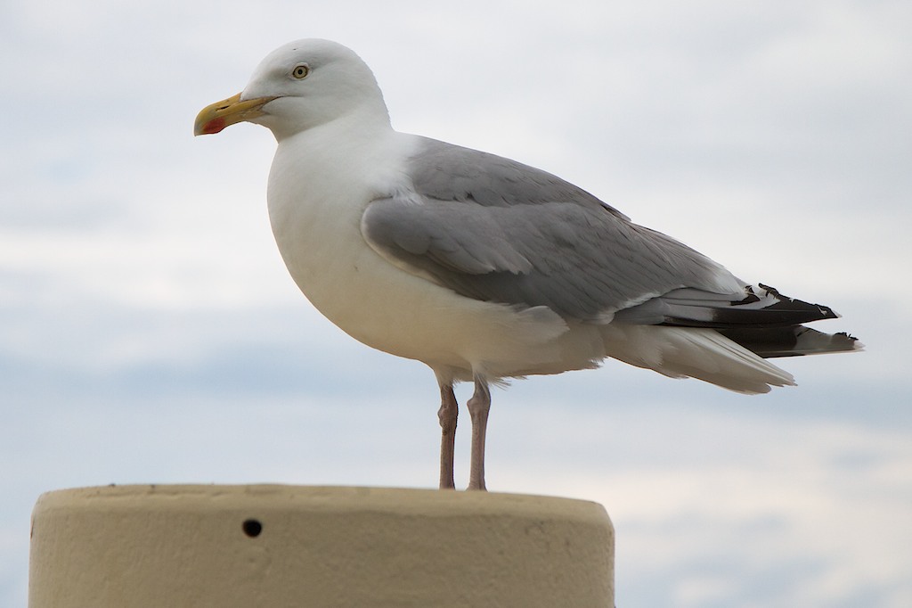 Standard Möwe auf Standard Pfahl