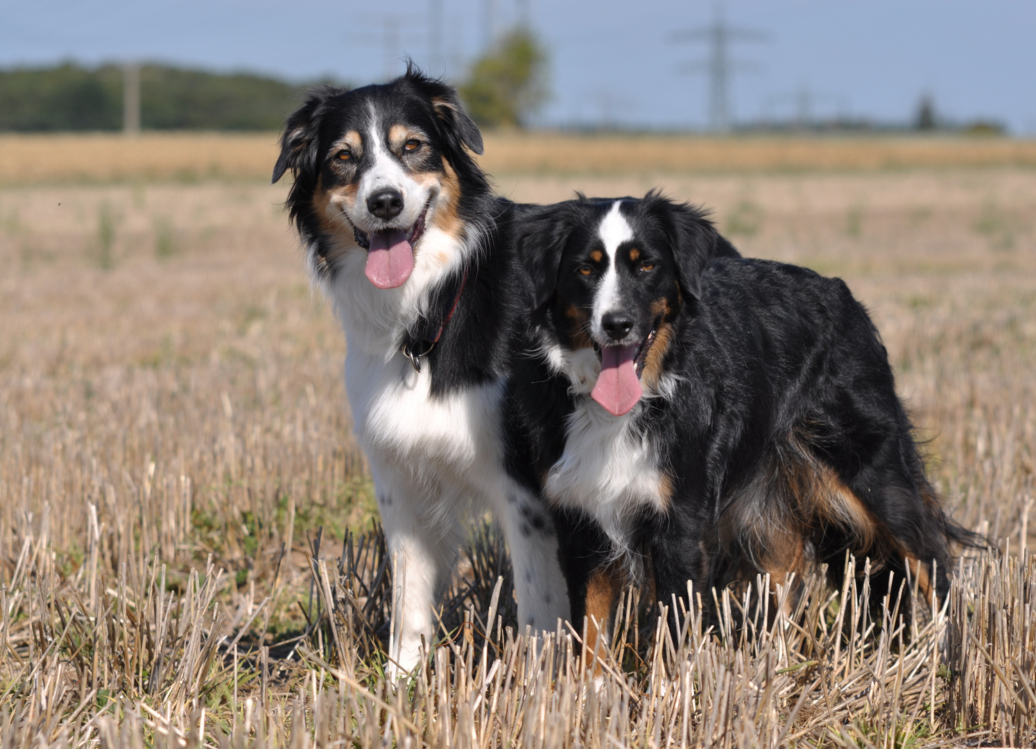 Standard und Mini - meine hübschen blacktri Aussiemädels