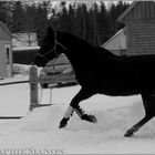 Standardbred Mare