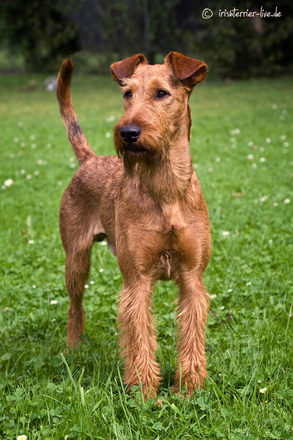 Standbild Irish Terrier