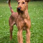 Standbild Irish Terrier