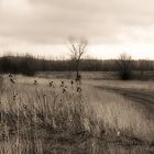 StandFB 0055 - SW - IMG_8867 - Sepia