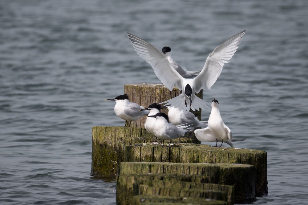 Standflug