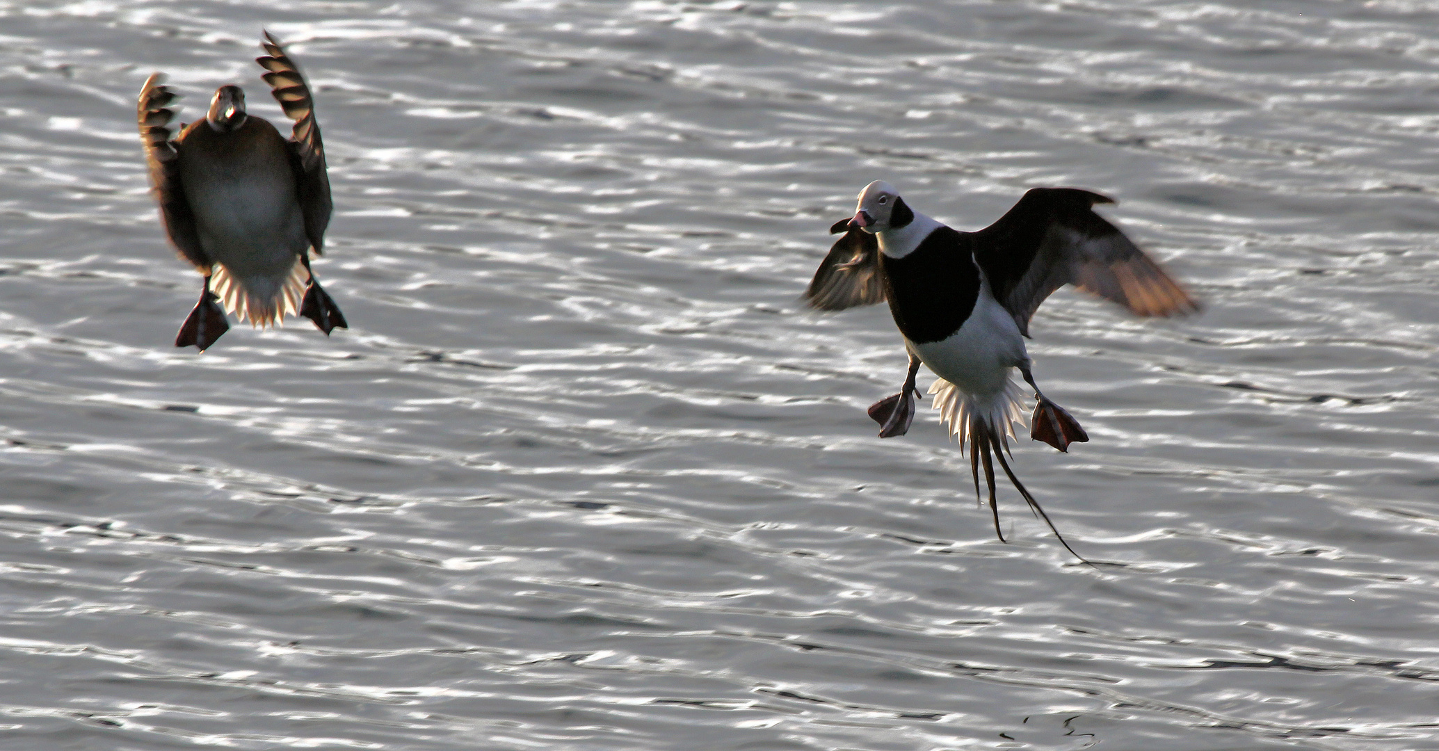 Standflug der Eisenten