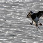 Standflug der Eisenten