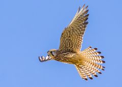 Standflug und Frühstücksuche