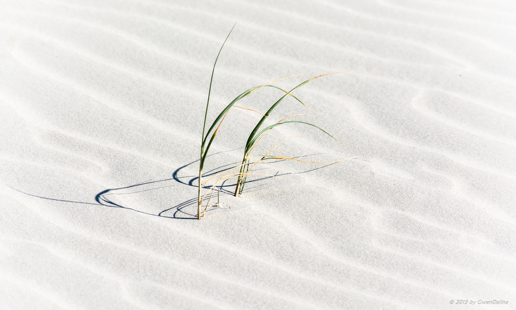 Standhafer am Nordseestrand I