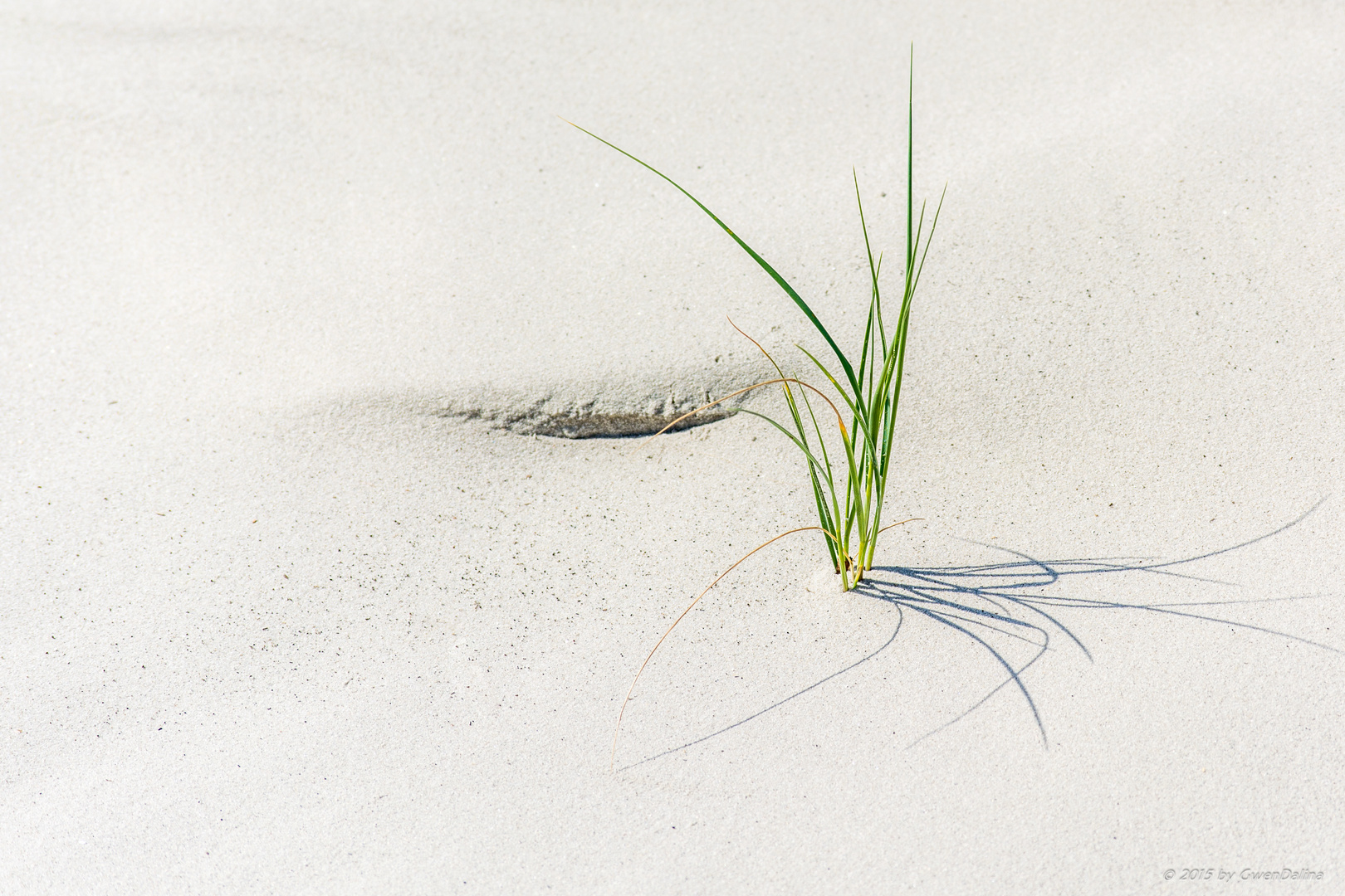 Standhafer am Nordseestrand II