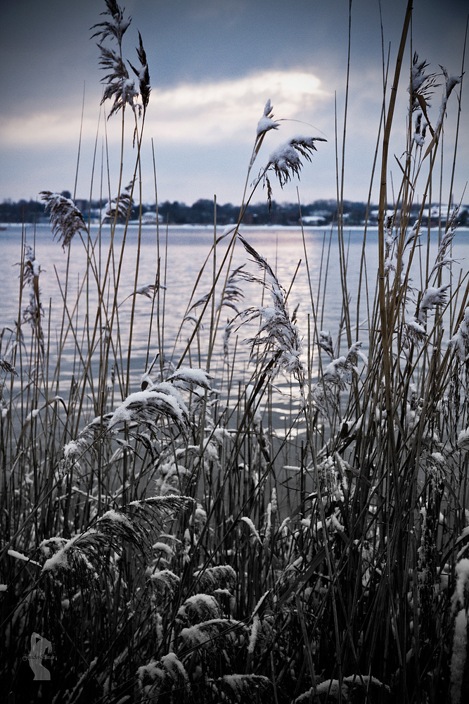 Standhafer im Winter