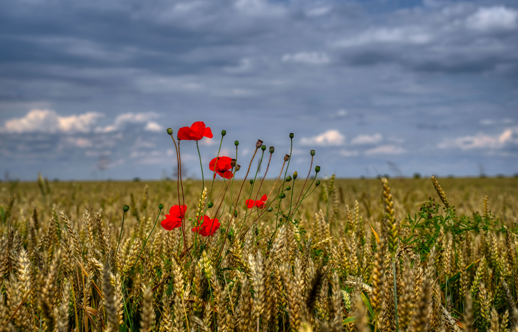 Standhaft ...die letzten (Mittwochs-) Mohnblümchen