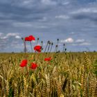 Standhaft ...die letzten (Mittwochs-) Mohnblümchen