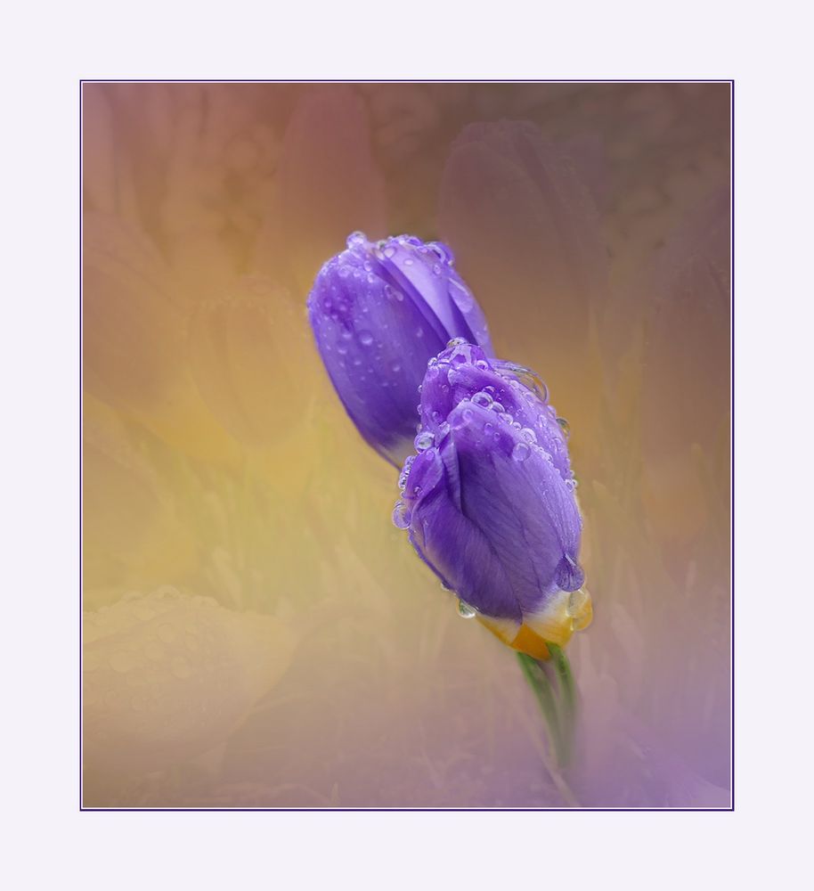 Standhaft geblieben sind diese Krokussblüten