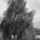 Standhaft gegen den Wind