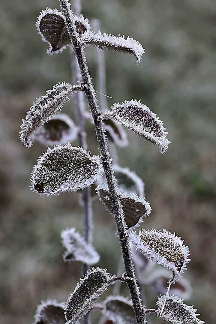 standhaft im Frost