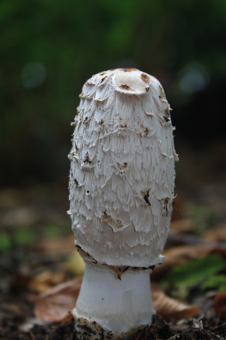 standhaft im Wald