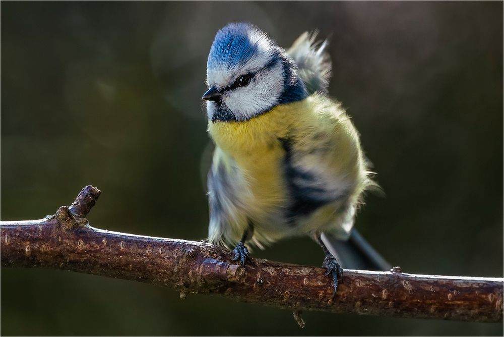 ... Standhaft im Wind ...