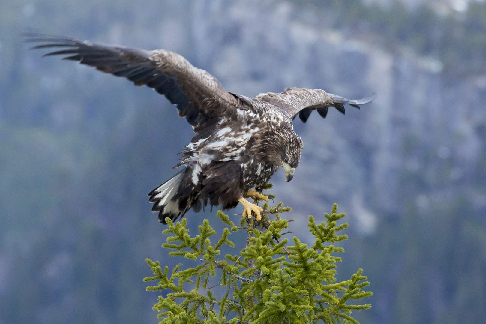 Standhaft im Wind