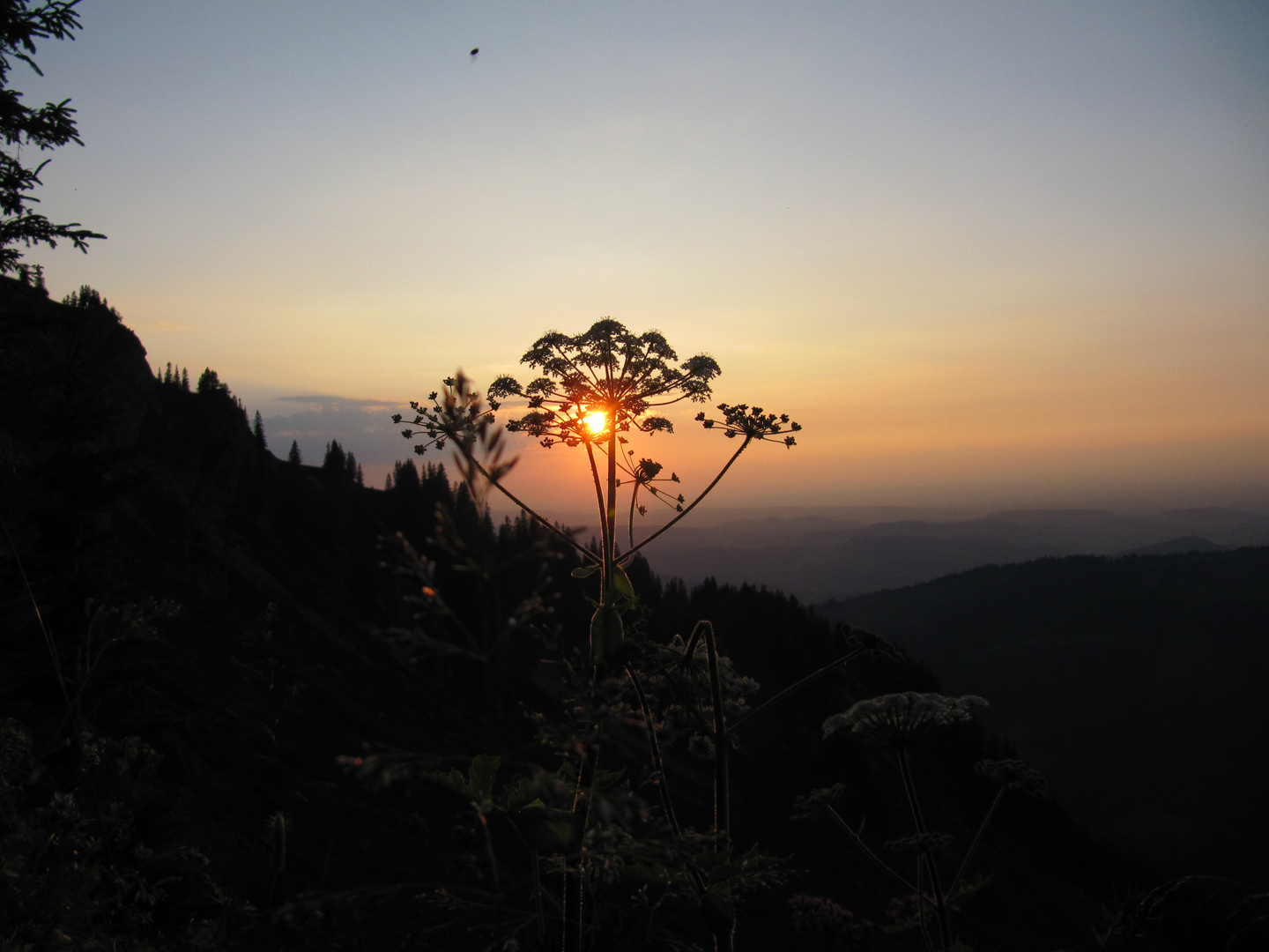 Standhaft vor der untergehenden Sonne