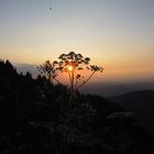 Standhaft vor der untergehenden Sonne