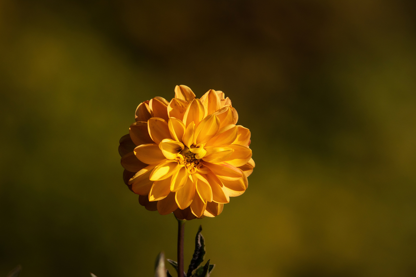 Standhafte Dahlie in Herbstfarben