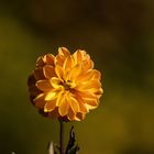 Standhafte Dahlie in Herbstfarben