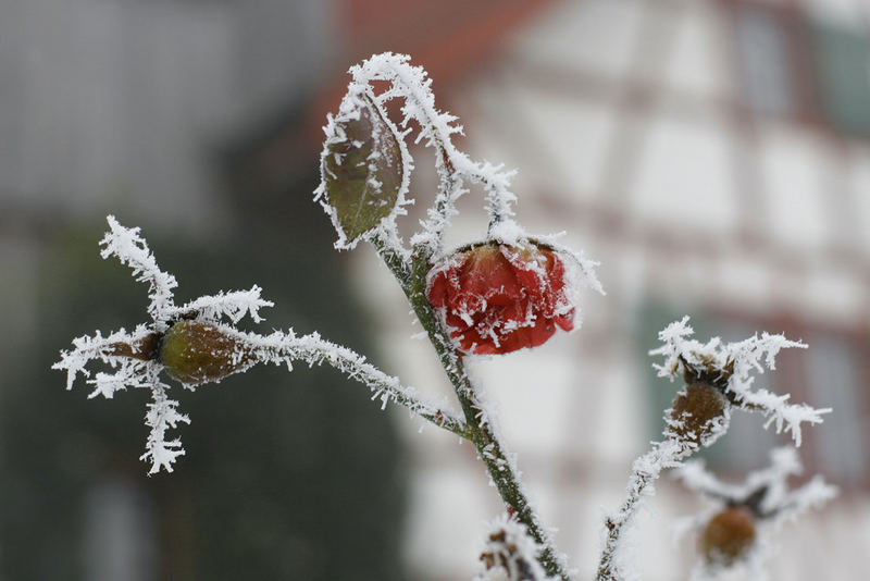 standhafte letzte Rose