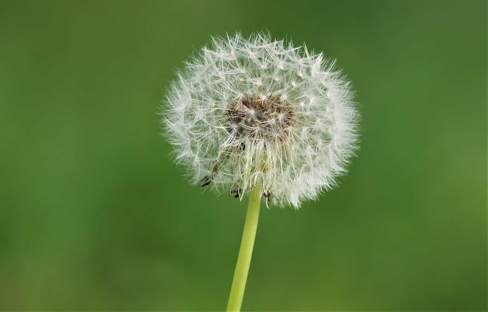 Standhafte Pusteblume