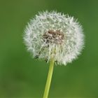 Standhafte Pusteblume