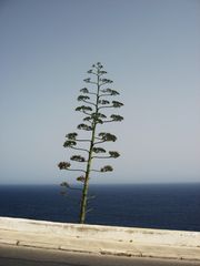 Standhafter Baum in Malta