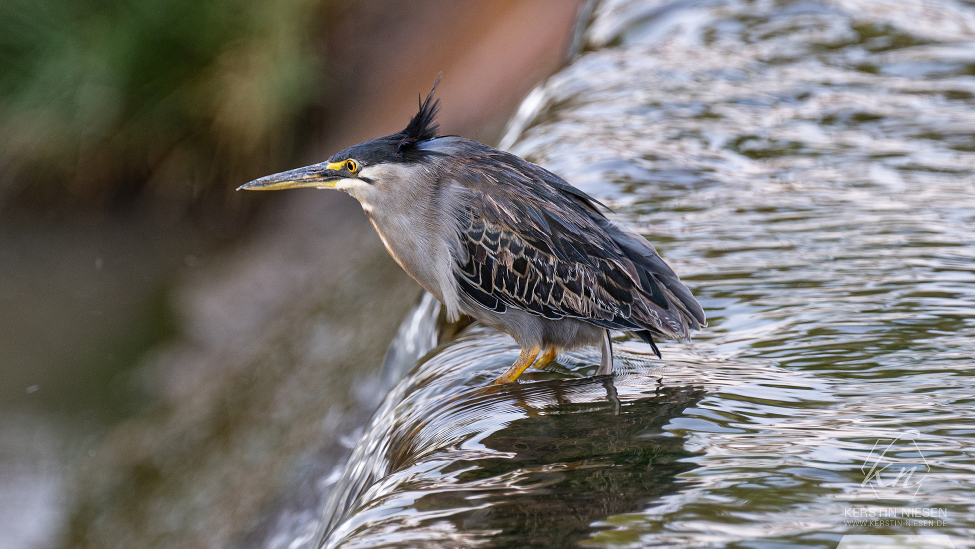 Standhafter Jäger: Vogel sucht nach Nahrung im Wasser des Buffalo-Springs-Nationalreservats, Kenia